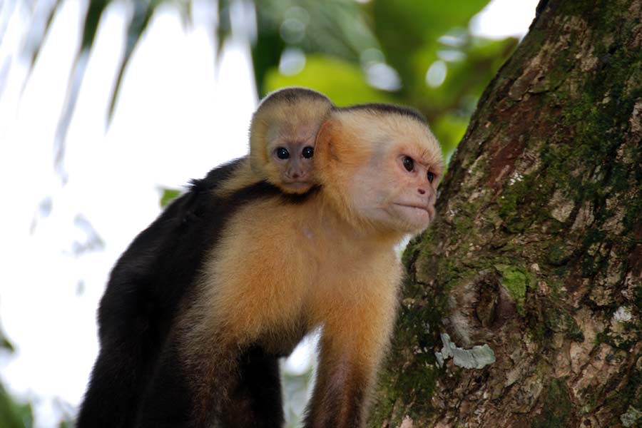 Totenkopfäffchen in Costa Rica