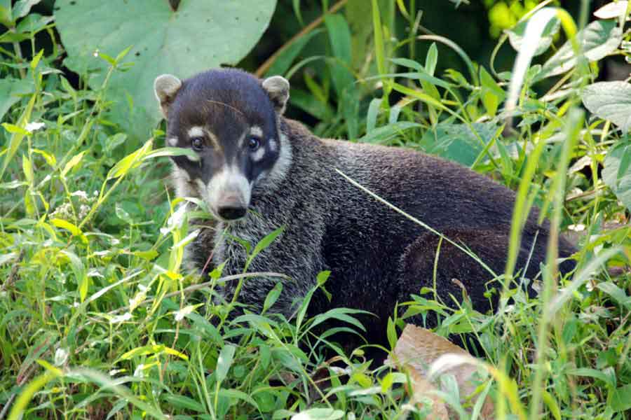 Nasenbär in Costa Rica