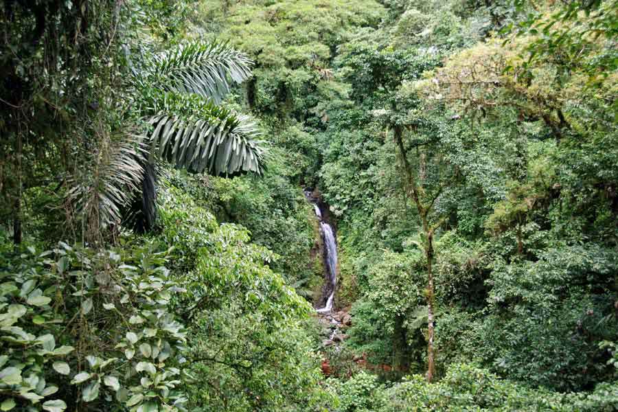 Regenwald in Costa Rica